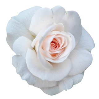 Aufkleber Sticker Rose weiß Blume selbstklebend Autoaufkleber Blumenw, 4,74  €