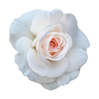 Weiße Rose Aufkleber – Elegante Blüten-Sticker für vielseitige Anwendungen