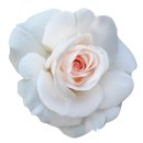 Aufkleber Sticker Rose weiß Blume selbstklebend...