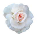 Weiße Rose Aufkleber – Elegante Blüten-Sticker für vielseitige Anwendungen (20 x 20 cm)