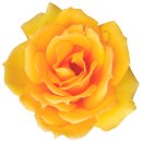 Aufkleber Sticker Rose gelb Blume selbstklebend Autoaufkleber Blumenwiese Album Dekoration Set Car Caravan Wohnwagen wetterfest