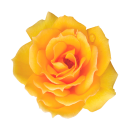 Gelbe Rose Aufkleber – wetterfester...