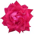 Aufkleber Sticker rote Rose Blume selbstklebend...