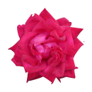 Rote Rose Aufkleber – Wetterfester Blumensticker...