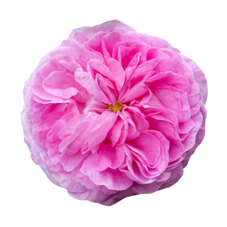 Pinke Rose Aufkleber – Wetterfester Sticker für Fenster & Co.