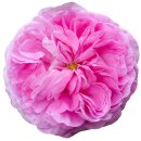 Aufkleber Sticker pinke Rose Blume selbstklebend...