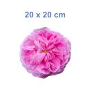 Pinke Rose Aufkleber – Wetterfester Sticker für Fenster & Co. (20 x 20 cm)