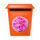 Pinke Rose Aufkleber – Wetterfester Sticker für Fenster & Co. (20 x 20 cm)