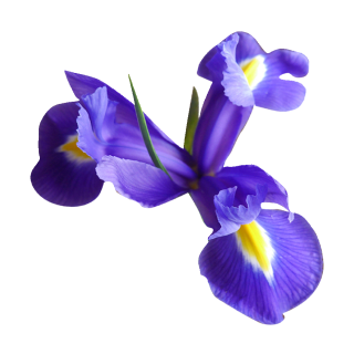 Blaue Schwertlilie Aufkleber – Elegante Blumensticker für jede Oberfläche