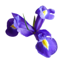 Blaue Schwertlilie Aufkleber – Elegante...