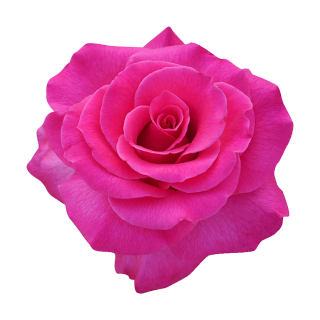 Rosa Kulturrose Aufkleber – Wetterfester Blüten-Sticker für Fenster & Mehr