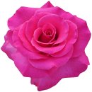 Aufkleber Sticker rosa Kulturrose Blume selbstklebend Autoaufkleber Blumenwiese Album Dekoration Set Car Caravan Wohnwagen wetterfest