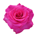 Rosa Kulturrose Aufkleber – Wetterfester Blüten-Sticker für Fenster & Mehr (10 x 10 cm)