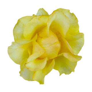 Gelbe Rose Aufkleber – Wetterfester Sticker für Fenster & Auto