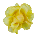 Gelbe Rose Aufkleber – Wetterfester Sticker...