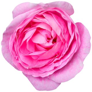 Aufkleber Sticker pinke Rose Blume selbstklebend Autoaufkleber Blumen, 4,74  €