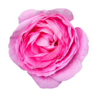 Pinke Rose Aufkleber – Wetterfester Blüten-Sticker in Zwei Größen