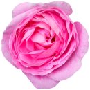 Aufkleber Sticker Rose pink Blume selbstklebend...