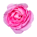 Pinke Rose Aufkleber – Wetterfester...
