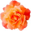 Aufkleber Sticker Rose orange Blume selbstklebend...
