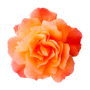 Orange Rose Aufkleber – wetterfester...