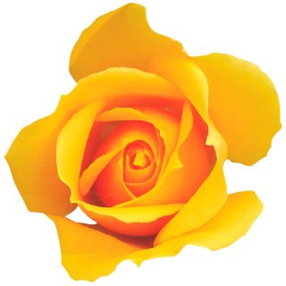 Aufkleber Sticker Rose gelb Blume selbstklebend Autoaufkleber Blumenwiese Album Dekoration Set Car Caravan Wohnwagen wetterfest