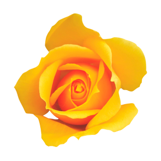 Gelbe Rose Aufkleber – Wetterfester Blüten-Sticker für Fenster & Co.