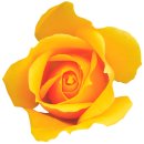 Aufkleber Sticker Rose gelb Blume selbstklebend...