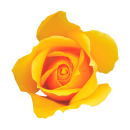 Gelbe Rose Aufkleber – Wetterfester...