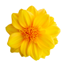 Gelbe Dahlie Aufkleber – Wetterfeste...