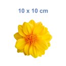 Gelbe Dahlie Aufkleber – Wetterfeste Blüten-Sticker in 2 Größen (10 x 10 cm)