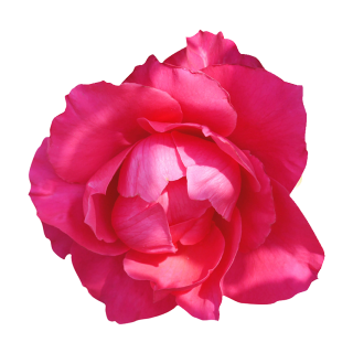 Rote Rose Aufkleber – Wetterfester Blumenschmuck für Auto und Fenster