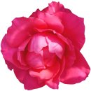 Aufkleber Sticker Rote Rose Blume selbstklebend Autoaufkleber Blumenwiese Album Dekoration Set Car Caravan Wohnwagen wetterfest