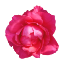 Rote Rose Aufkleber – Wetterfester Blumenschmuck für Auto und Fenster (10 x 10 cm)