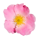 Pinke Hundsrose Aufkleber – Wetterfeste...