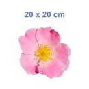 Pinke Hundsrose Aufkleber – Wetterfeste Blütensticker für Fenster & Mehr (20 x 20 cm)
