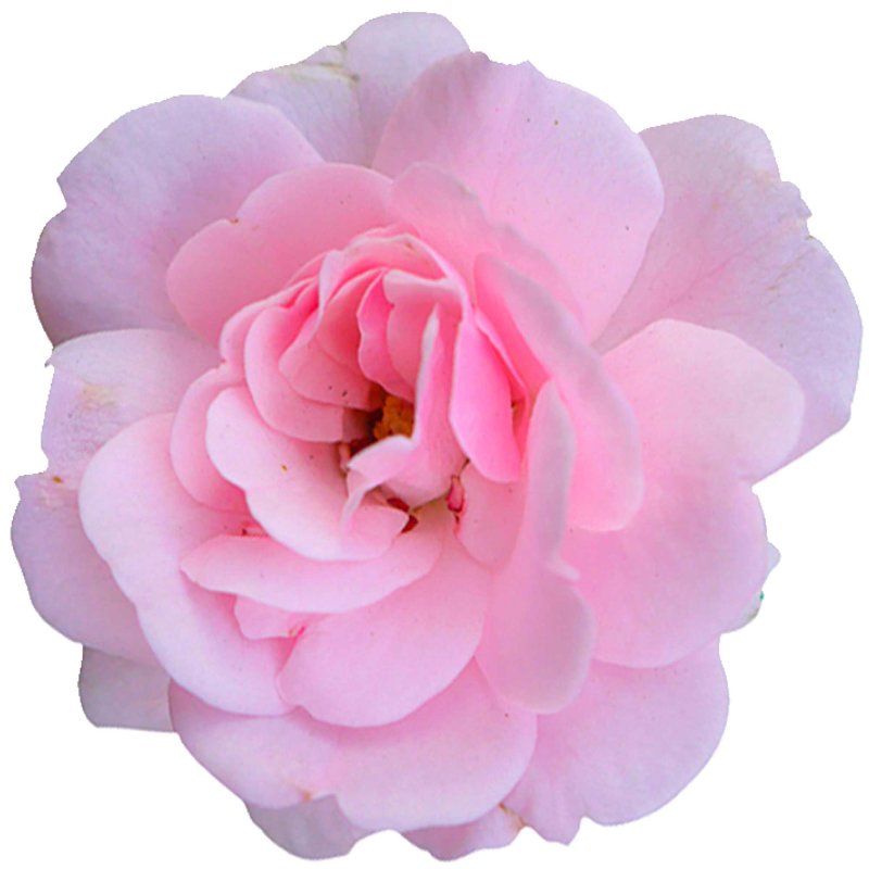 Aufkleber Rosa weibliche Auto mit floralem Ornament für Ihren Entwurf 