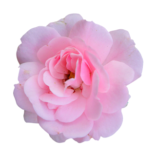 Rosa Damast-Rose Aufkleber – Elegante Blüten-Deko für alle Oberflächen