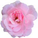 Aufkleber Sticker Rosa Damast-Rose Blume selbstklebend...