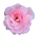 Rosa Damast-Rose Aufkleber – Elegante Blüten-Deko für alle Oberflächen (10 x 10 cm)