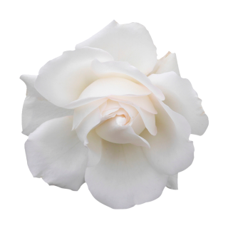 Weiße Rose Aufkleber – Elegante Blüten-Deko für Fenster & Co. (20 x 20 cm)