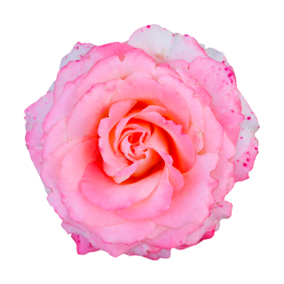 Rosa-rote Rose Aufkleber – Wetterfeste Blüten-Dekoration