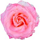 Aufkleber Sticker rosa-rote Rose Blume selbstklebend Autoaufkleber Blumenwiese Album Dekoration Set Car Caravan Wohnwagen wetterfest