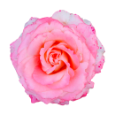 Rosa-rote Rose Aufkleber – Wetterfeste...