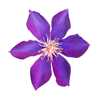 Lila Klemitas Aufkleber – Wetterfester Blüten-Sticker in Zwei Größen