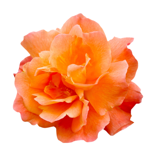 Orange Rose Aufkleber – wetterfeste Blüten-Deko für Fenster & mehr