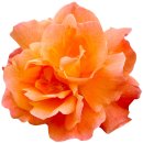 Aufkleber Sticker Orange Rose Blume selbstklebend...