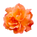 Orange Rose Aufkleber – wetterfeste...