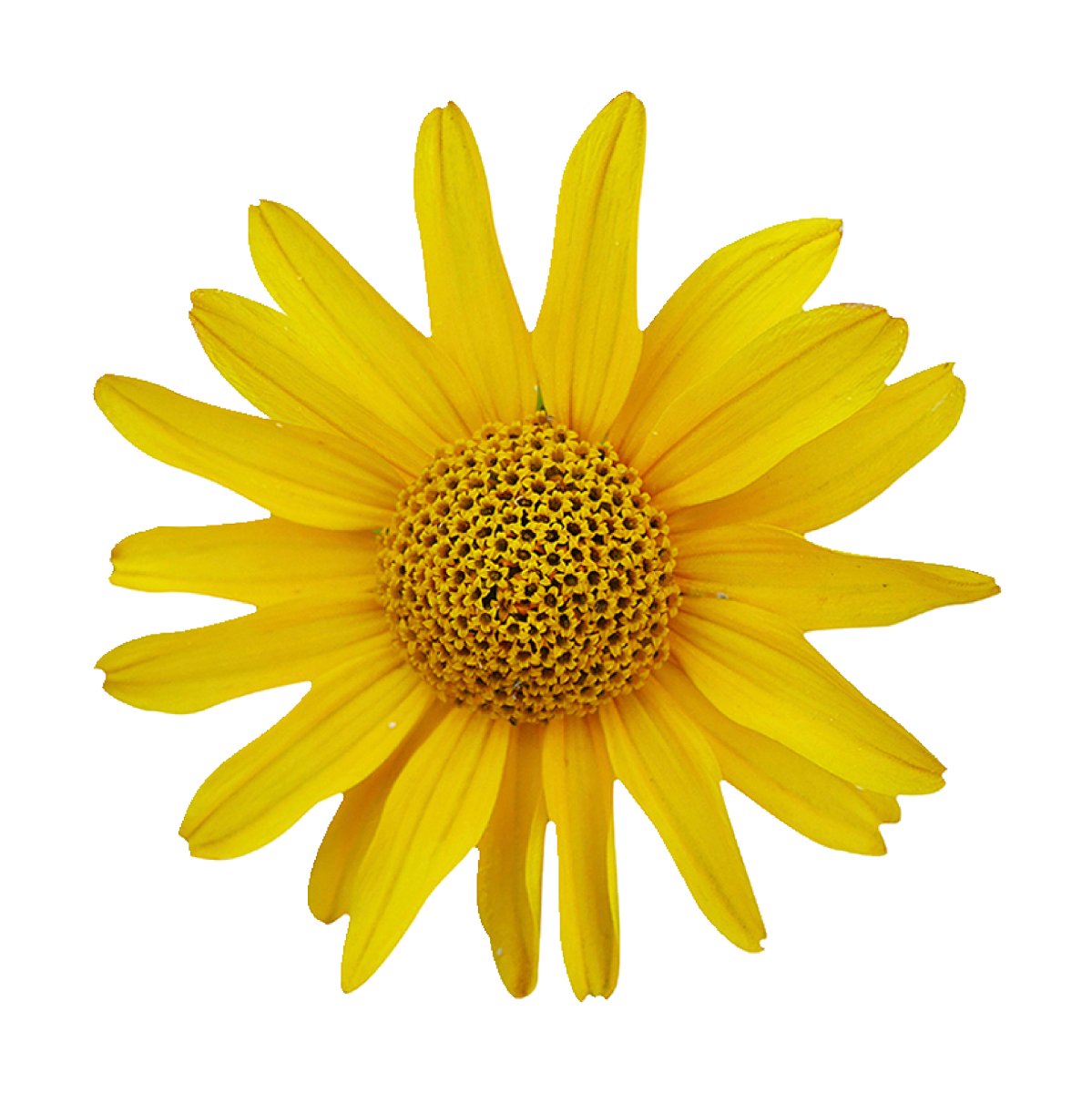 Geieold Blumen-Autoaufkleber – Selbstklebend, Wasserfest & Abziehbar – Schwarzer Blumen-Sticker Für Auto, Streifen-Design