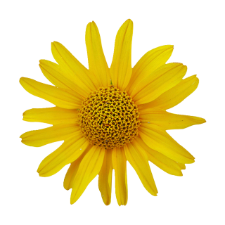 Gelbe Arnika Aufkleber – wetterfeste Blumensticker für vielseitigen Einsatz